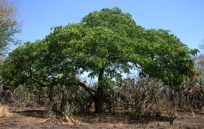 Afzelia quanzensis (Pod mahogany)