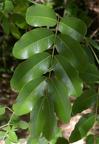 Afzelia quanzensis (Pod mahogany)
