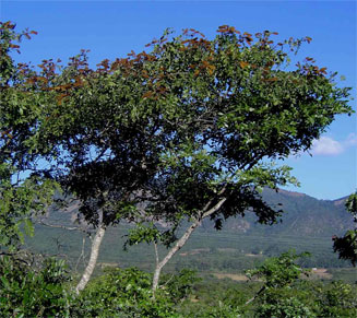 Julbernardia globiflora