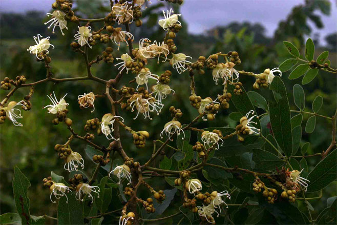 Julbernardia globiflora