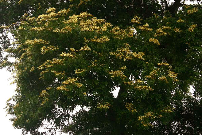 Julbernardia globiflora