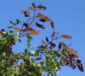Julbernardia globiflora