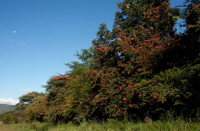 Bauhinia galpinii (Pride-of-de-Kaap)