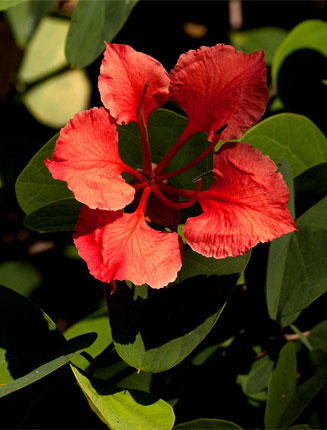 Bauhinia galpinii (Pride-of-de-Kaap)