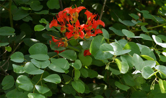 Bauhinia galpinii (Pride-of-de-Kaap)