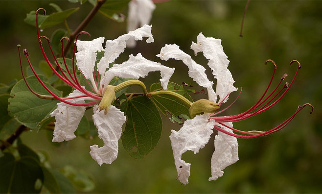 Bauhinia petersiana (Wild coffee bean)