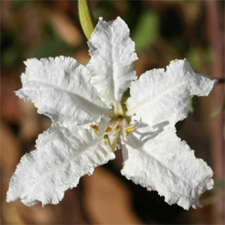 Bauhinia petersiana (Wild coffee bean)