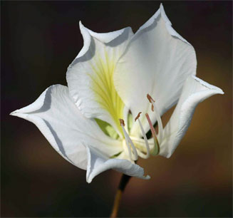 Bauhinia variegata (Orchid tree)