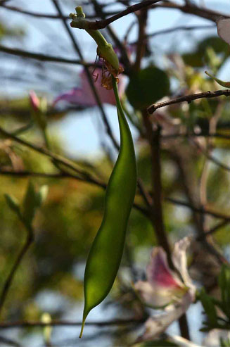 Bauhinia variegata (Orchid tree)