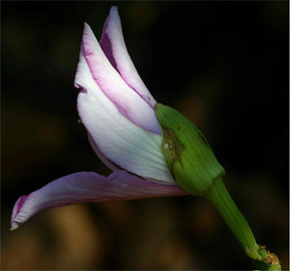 Bauhinia variegata (Orchid tree)