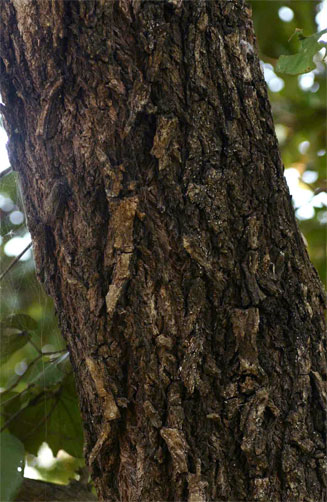 Piliostigma thonningii (Camel's foot, Monkeybread)