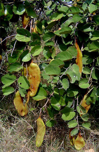 Piliostigma thonningii (Camel's foot, Monkeybread)