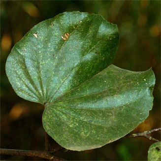 Piliostigma thonningii (Camel's foot, Monkeybread)