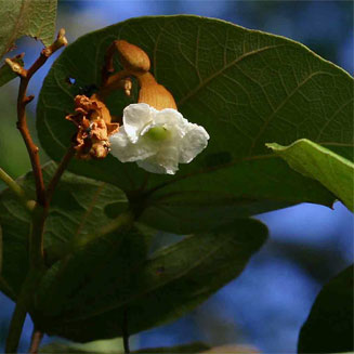Piliostigma thonningii (Camel's foot, Monkeybread)