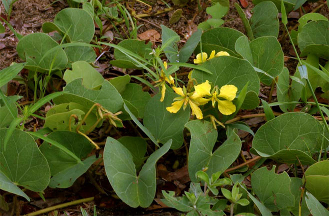 Tylosema fassoglense