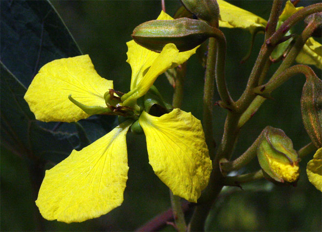 Tylosema fassoglense