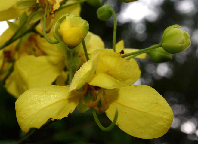 Cassia afrofistula