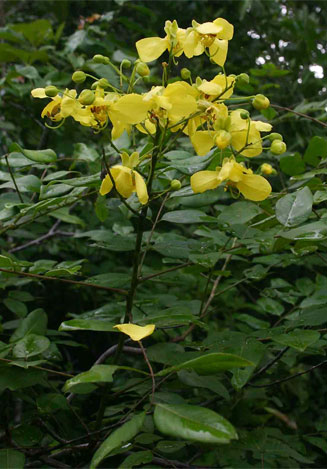 Cassia afrofistula