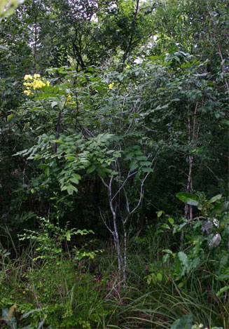 Cassia afrofistula