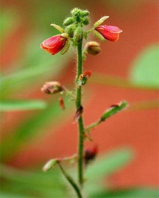Chamaecrista absus