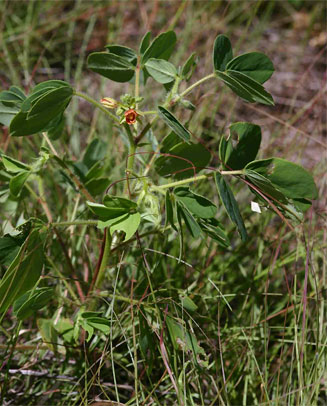 Chamaecrista absus