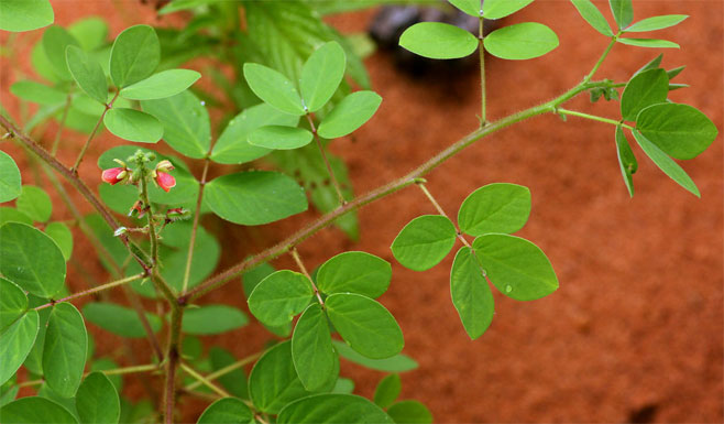 Chamaecrista absus