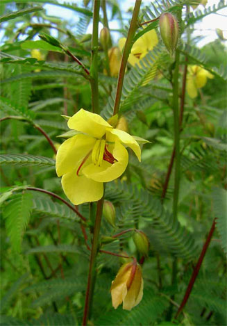 Chamaecrista mimosoides 