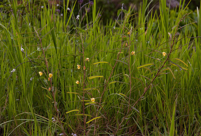 Chamaecrista mimosoides 