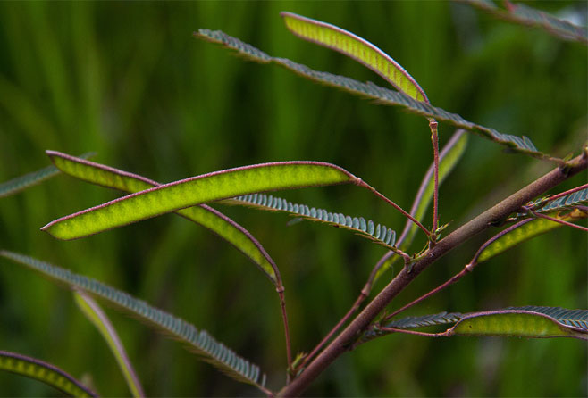 Chamaecrista mimosoides 
