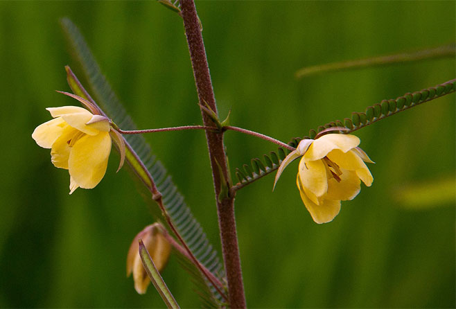 Chamaecrista mimosoides 