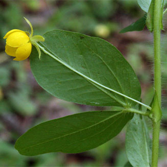 Cassia rotundifolia