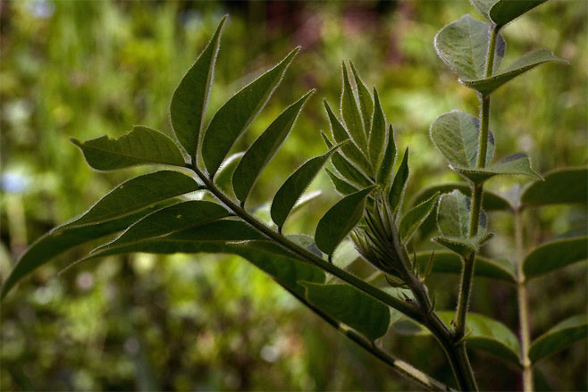 Senna hirsuta 