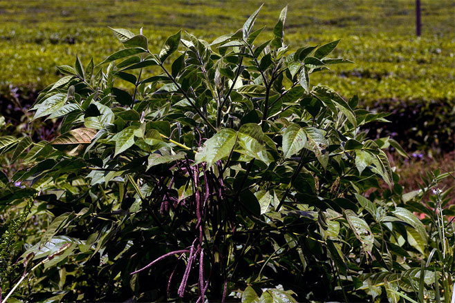 Senna hirsuta 