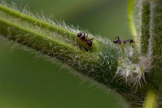 Senna hirsuta 