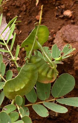 Senna italica