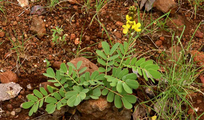 Senna italica