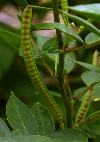 Senna occidentalis (Stinking weed, Coffee senna)