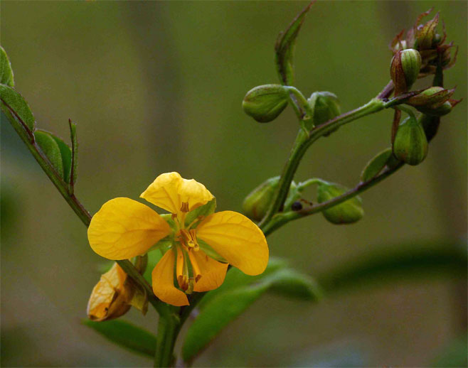 Senna occidentalis (Stinking weed, Coffee senna)