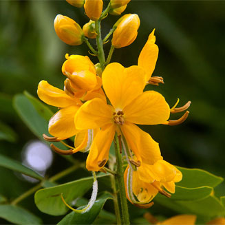 Senna pendula (Wood creeper)