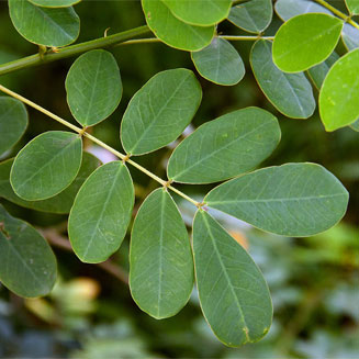 Senna pendula (Wood creeper)