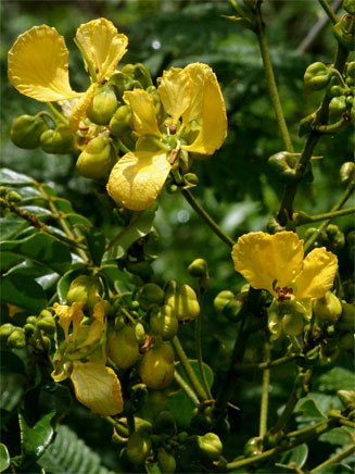 Senna petersiana (Monkey pod)