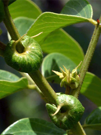 Senna petersiana (Monkey pod)