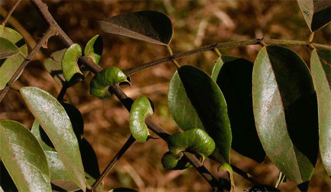 Senna petersiana (Monkey pod)