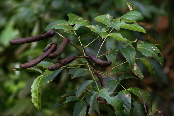 Senna septemtrionalis