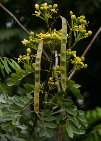 Senna siamea (Kassod tree)
