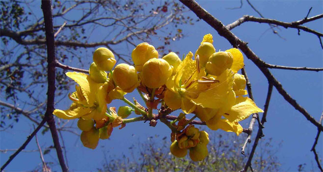 Senna singueana