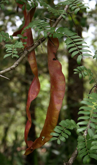 Gleditsia triacanthos 