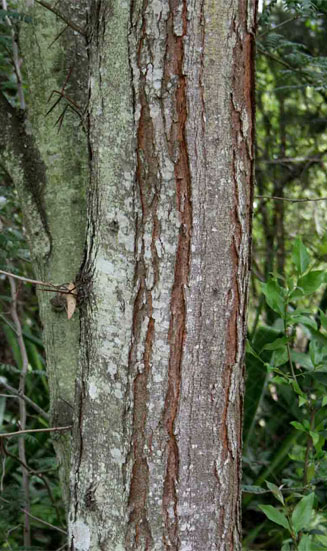 Gleditsia triacanthos 
