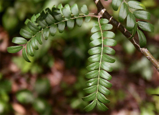 Gleditsia triacanthos 
