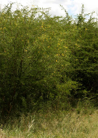 Parkinsonia africana